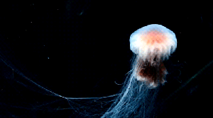 tumblr_mckmendpO31qe4iooo1_500 (1)