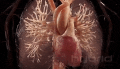 GrouchyParallelGrayling-max-1mb