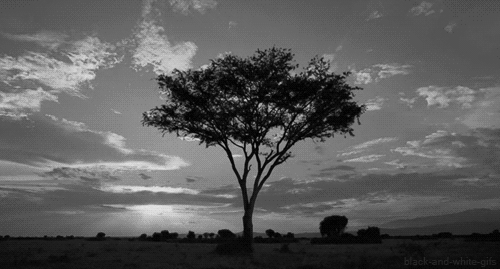 tumblr_m66wxvBoZd1rsq9eyo1_500_large