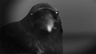 crows-gif-10