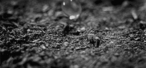 ShrillAlarmingAntelope-size_restricted