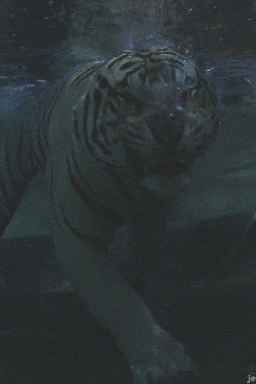 white-tiger-animated-gif-1